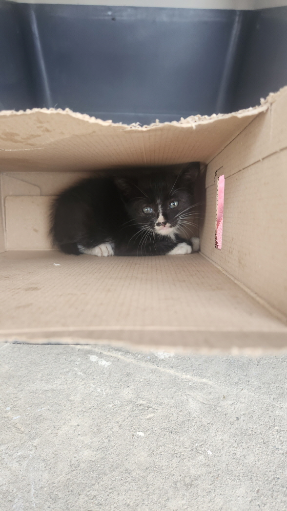 [고양이] 한국 고양이 전북-익산-2024-01387 유기동물 배경 이미지 입니다.